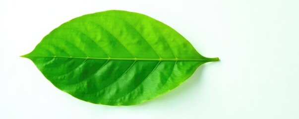 Obraz premium Large leaf isolated on white background with veins and texture details, greenery, plant parts