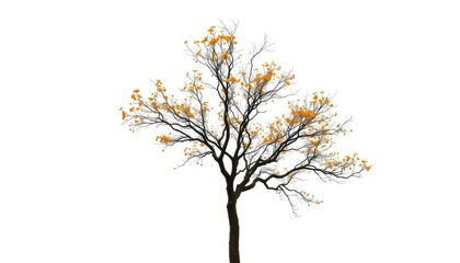 Obraz premium Lone deciduous tree, branches reaching skyward, stark white backdrop, scenic, flora