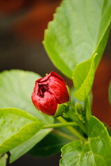 red rose on green background