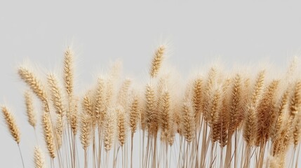 Fototapeta premium A close-up view of golden wheat stalks against a soft gray background, showcasing nature's beauty and simplicity