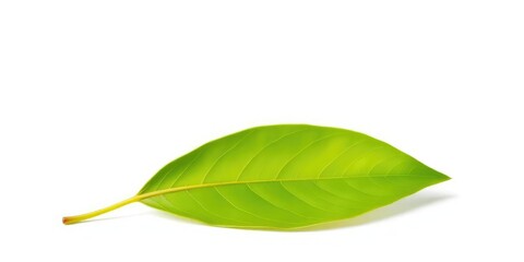 Obraz premium Single leaf, isolated on pure white background, chlorophyll, botany
