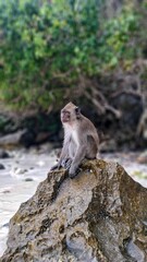 Monkey sitting on a rock