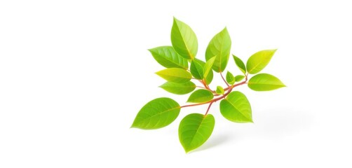 Fototapeta premium Single vibrant green plant, isolated on pure white backdrop, branch, herb