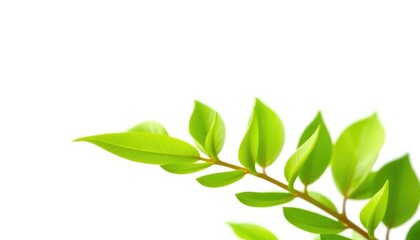 Fototapeta premium Single vibrant green plant, isolated on pure white backdrop, photo, close-up