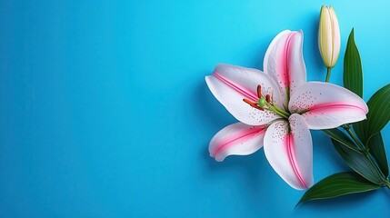 Naklejka premium Beautiful lily flower with leaves on a vibrant blue background.