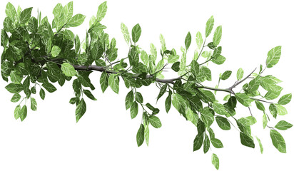 Greenery tree branch isolated composition foliage, vector png, natural leaf design, plant illustration, transparent background, nature greenery, fresh leaves, foliage art, botanical vector