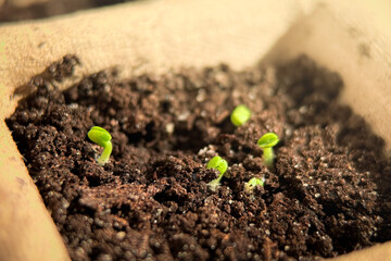 Close-up tender first sprouts of soybean in the open field. Agricultural plants. The soybean plant stretches towards the sun.