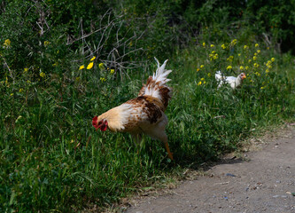 Colorful rooster explores a lush meadow filled with wildflowers during a sunny afternoon stroll