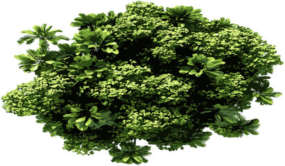 Obraz premium Aerial view of isolated tropics greenery trees cut out, tropical forest canopy, nature background, eco tourism, exotic landscape, aerial tropical trees, lush green scenery, island view