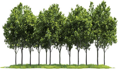 Jungle trees row vector greenery, nature png, tropical forest, dense trees, wild vegetation, lush greenery, tropical landscape, leaf texture, exotic plants, forest illustration