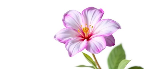 Fototapeta premium A single, vibrant bloom isolated against a pure white backdrop, botany, detail