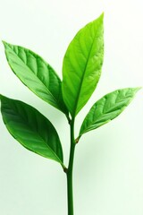 large leafy plant isolated on white background with some subtle shading, tree, nature, foliage