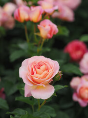 Romantic Tantau rose - Dornburger Schlossrose