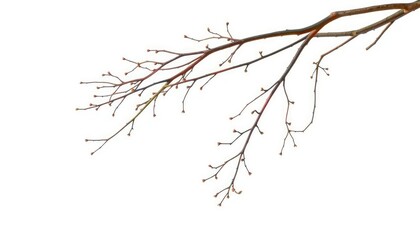 Fototapeta premium Delicate, bare branches isolated against a pure white backdrop, branches, photo