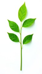 Simple green stem with leaves on white background, botanical, isolation