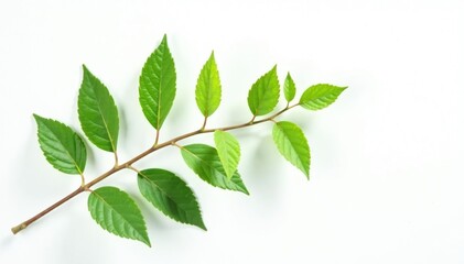 Fototapeta premium Single branch with green leaves against a white background, white background, minimalist, branch