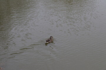 duck in the water