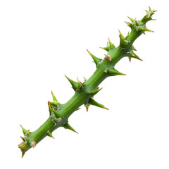 Obraz premium Natures Beauty A Stunning Spike on transparent background.