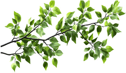 Nature vector leafy branches png, transparent foliage, green tree leaves, organic design, plant art, spring nature, botanical, eco-friendly illustration, leaf drawing