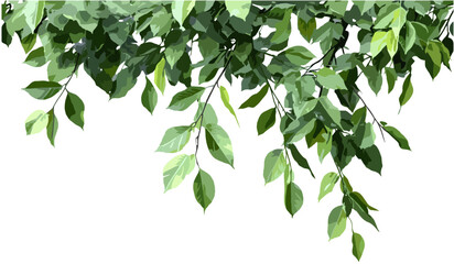 Obraz premium Leafy branches vector png, transparent background, nature elements, green tree leaves, foliage, eco-friendly design, spring branches, natural art, botanical illustration