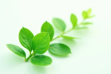 Foliage of a single isolated green plant on white background, greenery, leafy