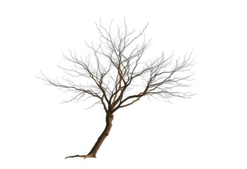 Obraz premium Lone deciduous tree, stark branches against pure white, tree, stock
