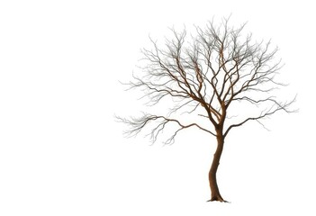Obraz premium Lone deciduous tree, stark branches against pure white, visual, illustration