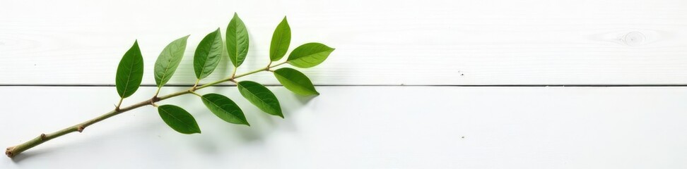 Fototapeta premium single isolated branch on white wooden background, tree trunk, natural background, branch solo