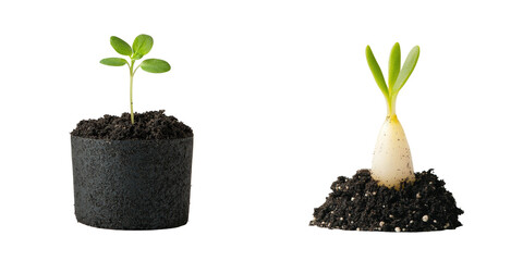 Young Seedling and Radish Plant Growing in Soil on White Background