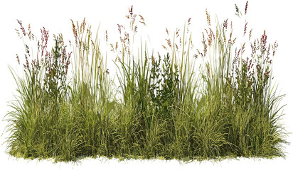 Vector meadow grass row prairie transparent background, PNG file, cutout, nature, green grass, prairie landscape, summer field, outdoor, natural, eco-friendly, environment, wildflowers © aura studio