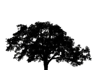 Fototapeta premium Single, majestic tree silhouetted against a pure white backdrop, view, natural