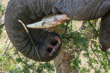 éléphant dans la réserve du Serengeti en Tanzanie