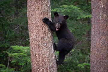 Ours et oursons noirs