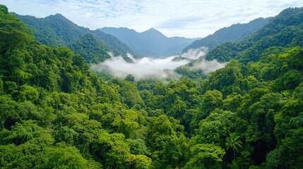 Fototapeta premium Aerial view of a mist-covered mountain range blending into a thick, untouched forest.