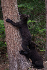 Ours et oursons noirs