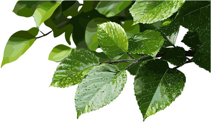 Fototapeta premium Vector green leafs freshness close up transparent background png, nature, leaf, close up, natural, leaf texture, greenery, plant, fresh leaves, nature background, plant life