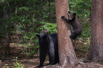 Ours et oursons noirs