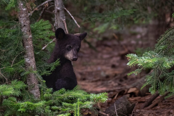 Ours et oursons noirs