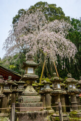 Stone lanterns, weathered by time, stand under a weeping cherry tree in full bloom at Kasugataisha Shrine in Nara, Japan. These lanterns, some centuries old, are offerings to the shrine.