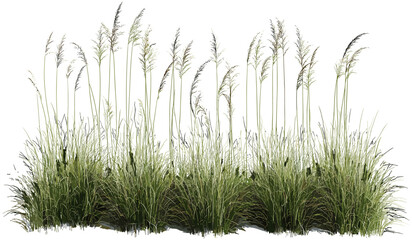 Vector illustration tall meadow grass, nature cut out, transparent backgrounds, wild green field, isolated grass clipart, botanical plant, summer foliage, eco-friendly design © aura studio