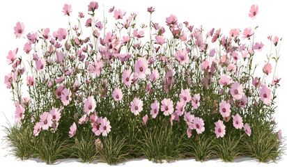 Pink wildflower blooms row vector isolated transparent background PNG, floral illustration, spring flowers, botanical design, nature art, wildflower graphics, botanical clipart