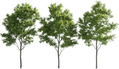 Realistic vector outdoor tree shapes, transparent nature tree backgrounds, png cutout trees, eco vector trees, landscape vector design, nature cutout tree images, green tree