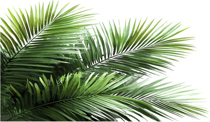 Obraz premium Palm leaves vector, realistic tropical shrubs, PNG transparent background, exotic foliage, summer plants, corner design, palm tree leaves, nature greenery, lush tropical plants