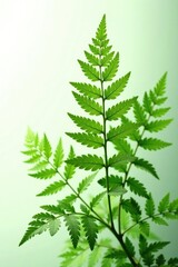 Obraz premium delicate fern fronds isolated on white background, plants, greenery