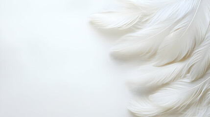 Fototapeta premium Elegant Arrangement Of White Feathers On White Background