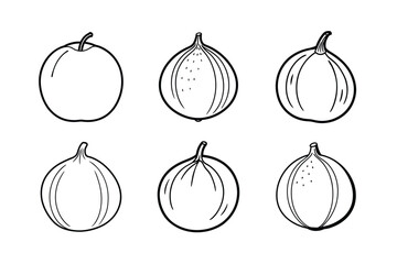 Santol – Sandoricum koetjape line art vector illustration