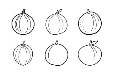 Santol – Sandoricum koetjape line art vector illustration