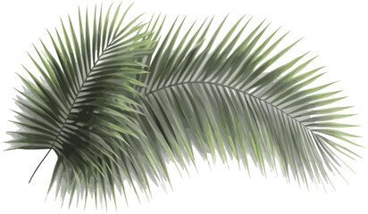 Obraz premium Palm leaves tropics vector cutout realistic shade illustrations png, tropical plants, exotic foliage, nature background, transparent leaves, summer vibes, palm tree silhouette