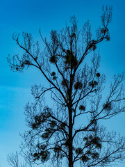 Viele Misteln auf einem Baum