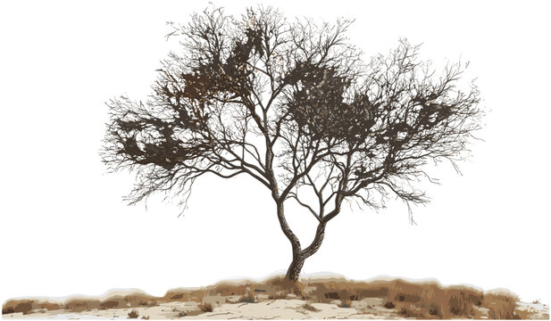 Savanna vector illustration, arid fields, dried tree, transparent background, PNG, dry grasslands, desert landscape, savannah, wilderness, nature, isolated trees, eco design.